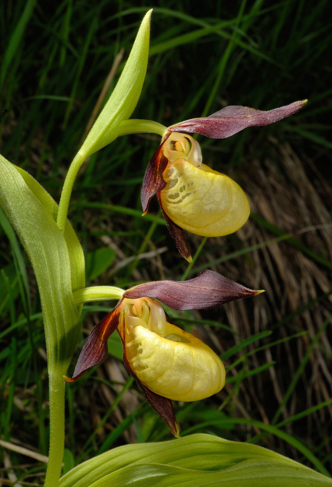 Photo Maurizio Broglio - Cypripedium calceolus